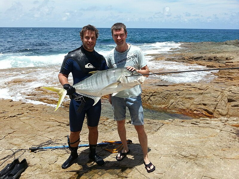 File:Gnathanodon speciosus just caught.jpg