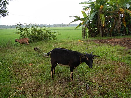 Fail:Goats in Villaverde, Nueva Vizcaya jf5716 26.jpg