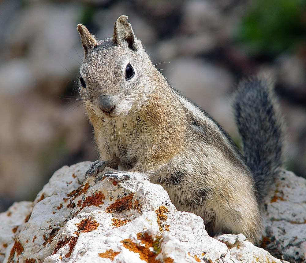 The average adult size of a Golden-mantled ground squirrel is  (0' 9