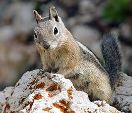 10/10: Un suslic de cap daurat (Callospermophilus lateralis) a Utah (EUA)