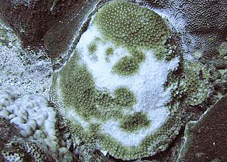 Partially bleached colony of Goniastrea stelligera Goniastrea stelligera, blanqueo parcial.jpg