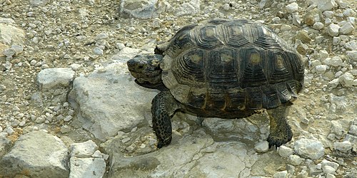 Texas tortoise (Gopherus berlandieri), northern Tamaulipas, Mexico