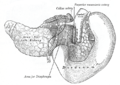 The pancreas and duodenum from behind. (Superior mesenteric artery labeled at upper right.)