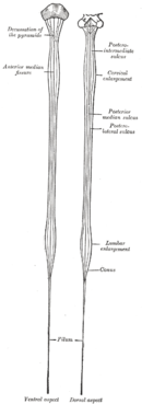 Médula Espinal: Anatomía externa, Anatomía interna, Histología