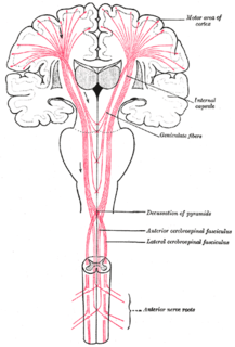 Upper motor neuron