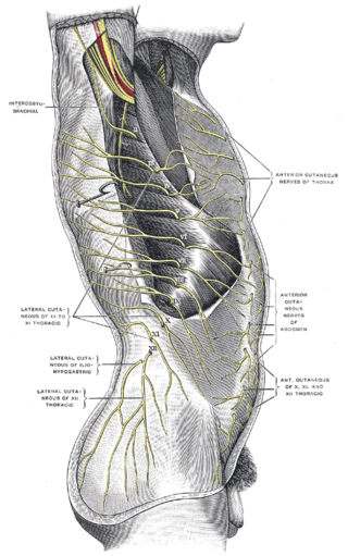 <span class="mw-page-title-main">Subcostal nerve</span>