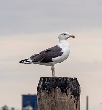 Great black-backed gull off Governors Island