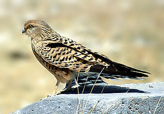 <span class="mw-page-title-main">Greater kestrel</span> Species of bird