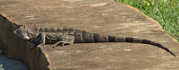 Iguana