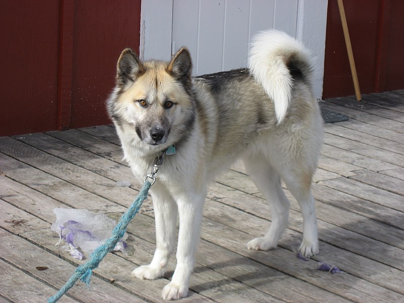 File:Greenland dog upernavik 2007-06-02.jpg