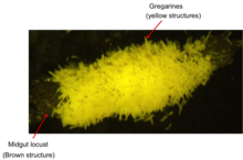 Gregarines visible in midgut of the desert locust Gregarines in midgut locust.png