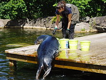 Captive grey seal being fed, showing snout shape Grey seal feeding Skansen.jpg