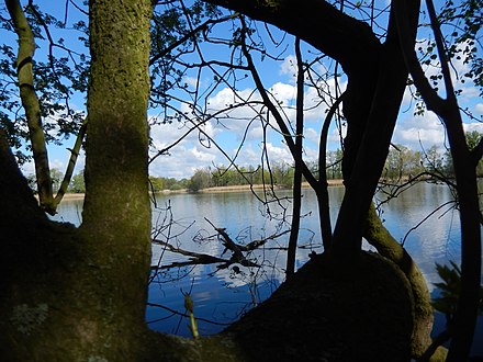 Großteich pond of Guttau in the Upper Lusatian biosphere reserve