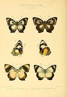 <i>Mynes eucosmetus</i> Species of butterfly