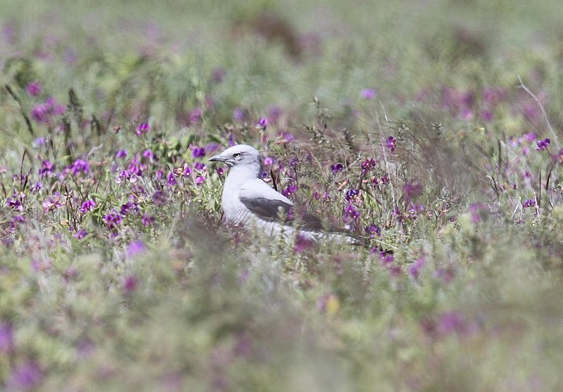 File:Ground Cuckoo-shrike - Christopher Watson.jpg