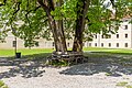 English: Tilia at the center of the monastery`s yard Deutsch: Linde im Zentrum des Propsthofparks