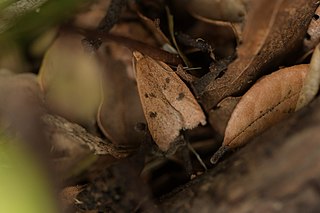 <i>Gymnobathra sarcoxantha</i> Species of moth endemic to New Zealand