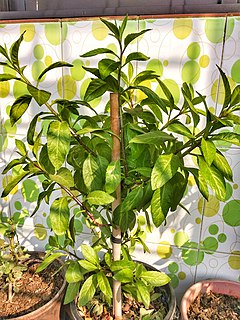 <i>Gynura procumbens</i> Species of flowering plant