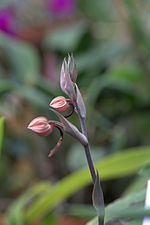 Thumbnail for Habenaria carnea