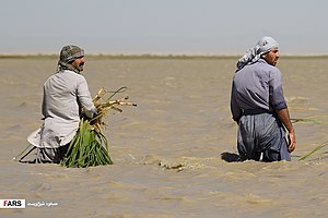 Hamoun wetland 13960411 08.jpg