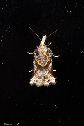 <i>Harmologa amplexana</i> Species of moth