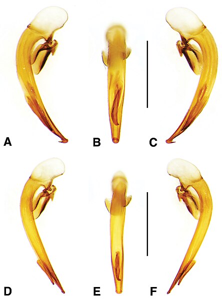 File:Harpalini (10.3897-zookeys.690.13751) Figure 15.jpg