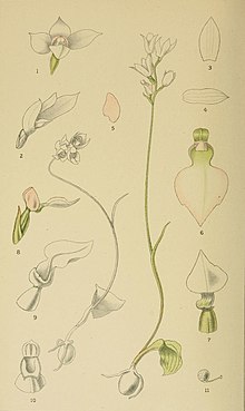 Harry Bolus - Orchids of South Africa - svazek I plate 060 (1896) cropped.jpg