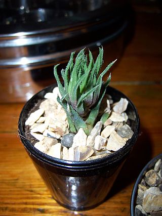 <i>Haworthia angustifolia</i> Species of flowering plant