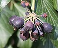 Plodenství břečťanu popínavého (Hedera helix)