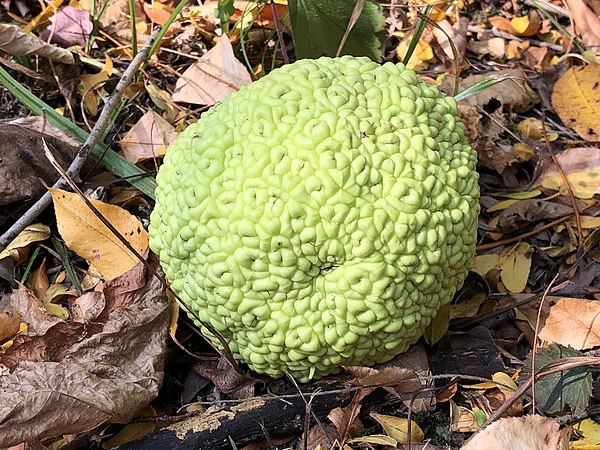 A hedge apple found on the ground.