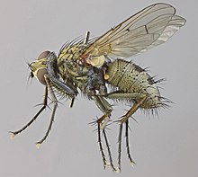 Helina protuberans، Anglesey، North Wales، مه 2012 (16614967998) .jpg