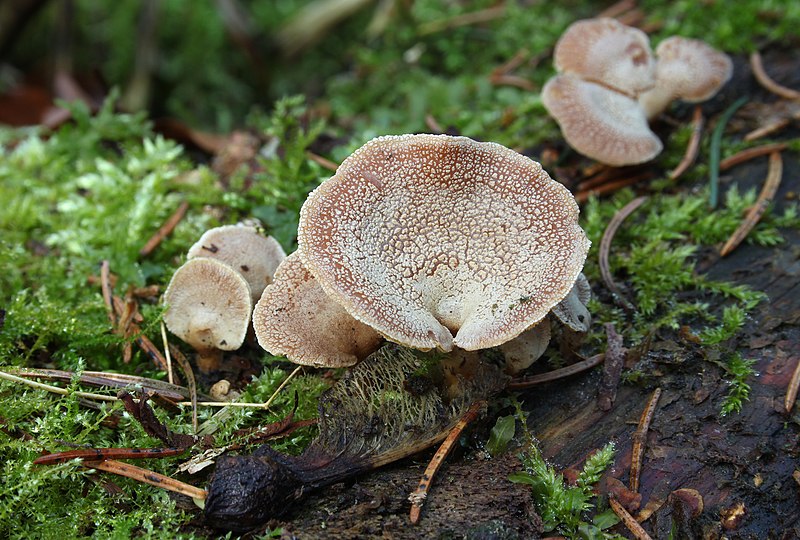 File:Herbe Zwergknäueling Panellus stipticus.jpg