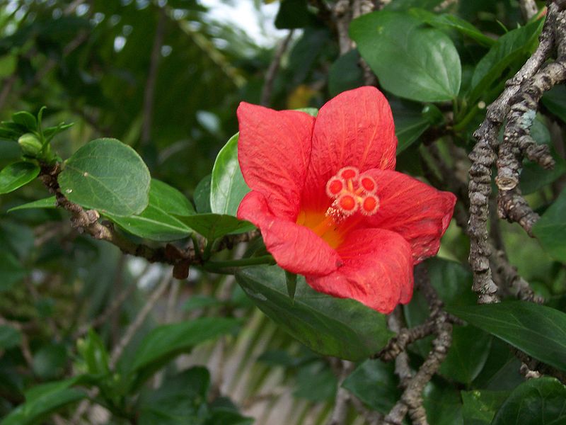 File:Hibiscus boryanus.jpg