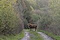 * Nomination Highland cattle standing on Chemin de Montigny in Chimay, Belgium --Trougnouf 01:45, 6 May 2023 (UTC) * Promotion  Support Good quality. --XRay 03:56, 6 May 2023 (UTC)