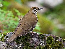 Himalaya Hutan Sariawan atau Zoothera salimalii.jpg