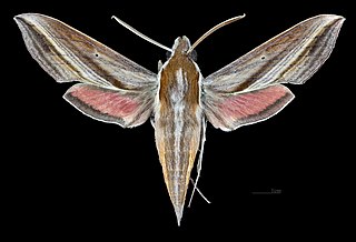 <i>Hippotion rafflesii</i> species of insect