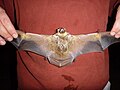 Hoary bat adult.JPG