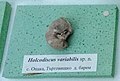 en:Holcodiscus variabilis sp.n. en:Barremian, Opaka, Targovishte Province at the Sofia University "St. Kliment Ohridski" Museum of Paleontology and Historical Geology