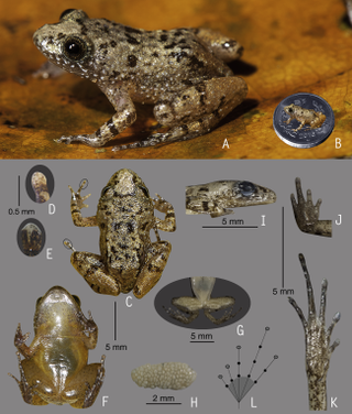 <i>Nyctibatrachus pulivijayani</i> Species of frog