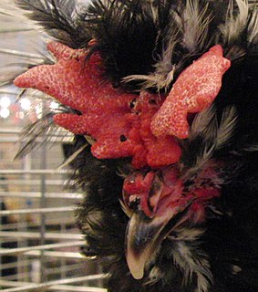 Houdan chicken French breed of domestic chicken