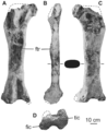 Femur