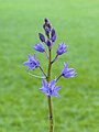 Bloemen en bloemknoppen van de boshyacint.