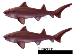 Hybodus hauffianus.png