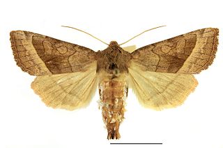 <i>Hydraecia nordstroemi</i> Species of moth