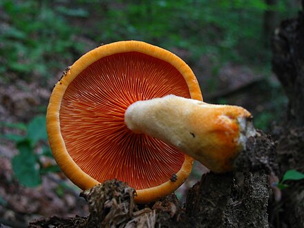 Фото ложной. Говорушка оранжевая ложная Лисичка. Ложная Лисичка гриб. Hygrophoropsis aurantiaca. Лисичка киноварно-красная.