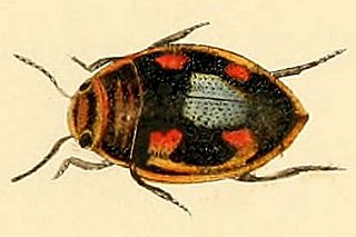 <i>Hygrotus decoratus</i> Species of beetle