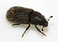 Hylurgops palliatus WP - (kerbtier.de: Art sicher) Category in Commons