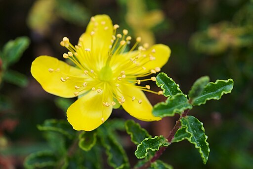 Hypericum balearicum