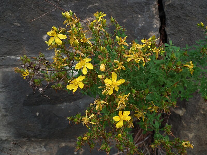 Hypericum perforatum