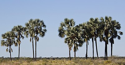 'n Groep te Namutoni, Etosha, Namibië